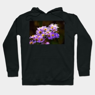 Michaelmas Daisies - Digital Art Hoodie